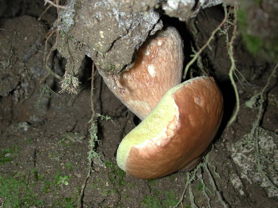 hríb smrekový Boletus edulis Bull.