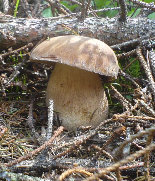 hríb smrekový Boletus edulis Bull.