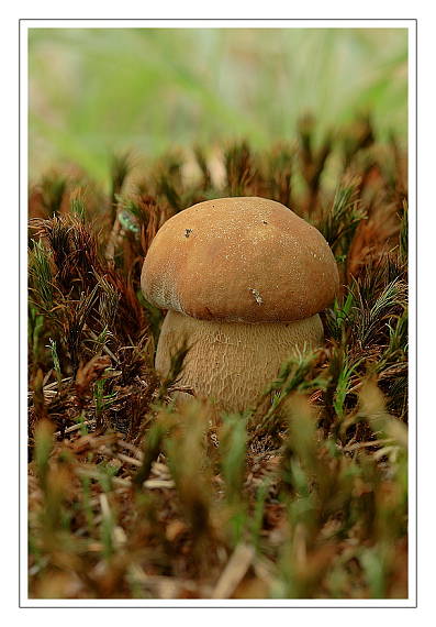 hríb Dubový Boletus reticulatus Schaeff.