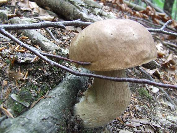 hríb Dubový Boletus reticulatus Schaeff.