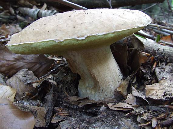 hríb Dubový Boletus reticulatus Schaeff.