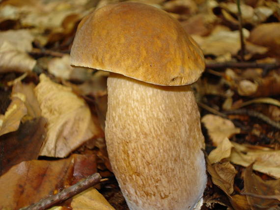 hríb dubový Boletus reticulatus Schaeff.