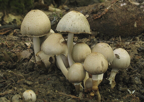 hnojník Coprinus sp.