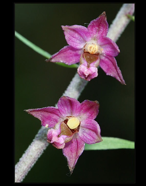 kruštík tmavočervený pravý Epipactis atrorubens subsp. atrorubens (Hoffm.) Besser