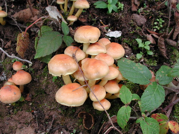 strapcovka tehlovočervená Hypholoma lateritium (Schaeff.) P. Kumm.