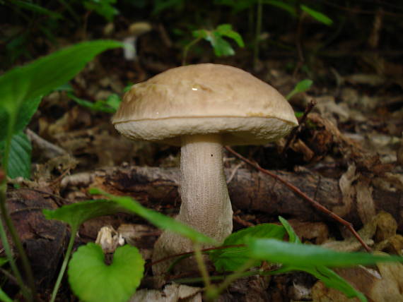 kozák hrabový Leccinum pseudoscabrum (Kallenb.) Šutara