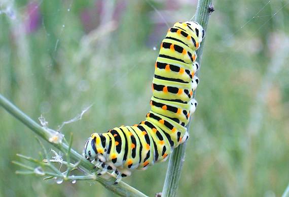 vidlochvost feniklový Papilio machaon