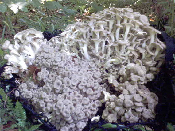 trúdnik klobúčkatý Polyporus umbellatus (Pers.) Fr.