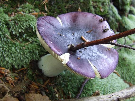 plávka Russula sp.