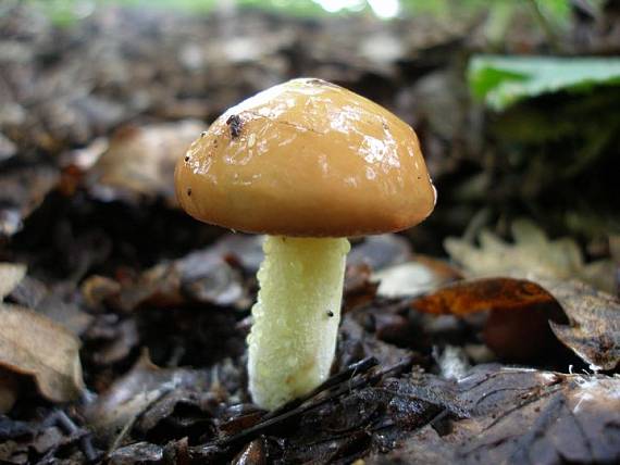 masliak zrnitý Suillus granulatus (L.) Roussel