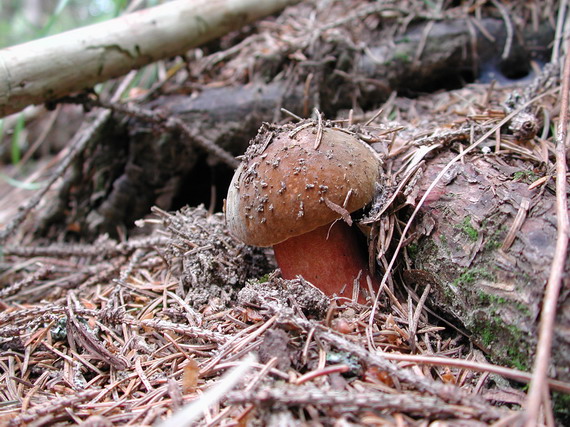 hríb zrnitohlúbikový Sutorius luridiformis (Rostk.) G. Wu & Zhu L. Yang