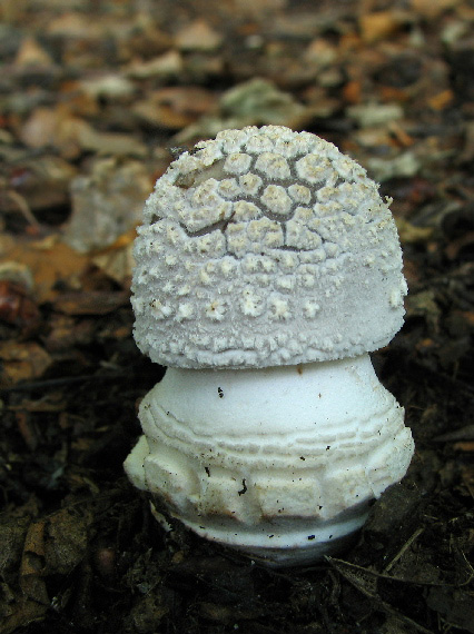 muchotrávka hrubá Amanita excelsa (Fr.) Bertill.