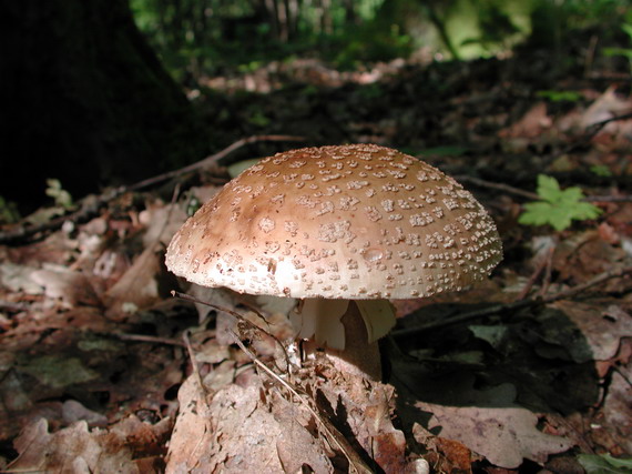 muchotrávka červenkastá Amanita rubescens Pers.