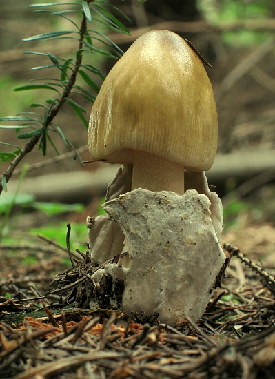 muchotrávka pošvatá Amanita vaginata (Bull.) Lam.