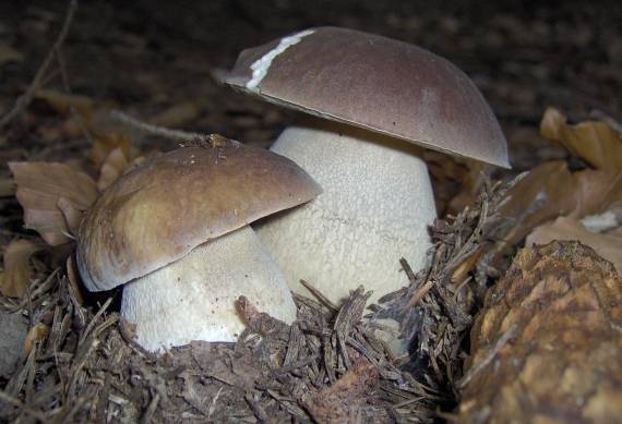 hríb smrekový Boletus edulis Bull.