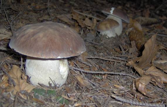 hríb smrekový Boletus edulis Bull.