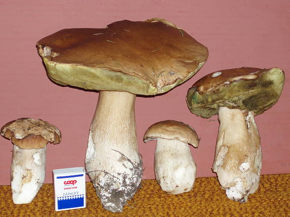 hríb smrekový Boletus edulis