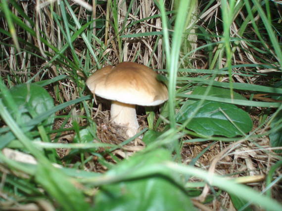 hríb smrekový Boletus edulis Bull.