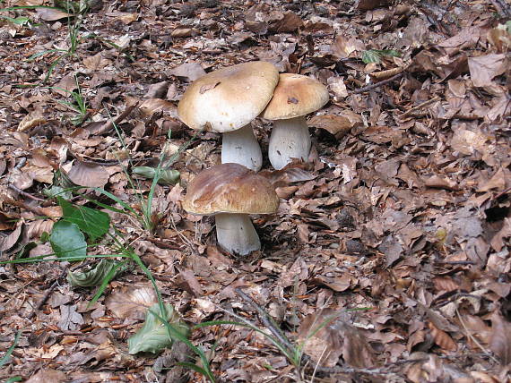 hríb dubový Boletus reticulatus