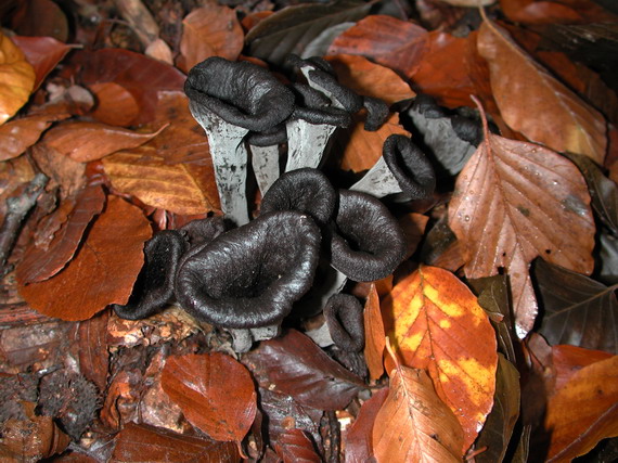 lievik trúbkovitý Craterellus cornucopioides (L.) Pers.