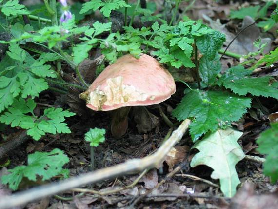 suchohríb karmínový Hortiboletus rubellus (Krombh.) Simonini, Vizzini & Gelardi