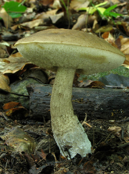 kozák brezový Leccinum scabrum (Bull.) Gray