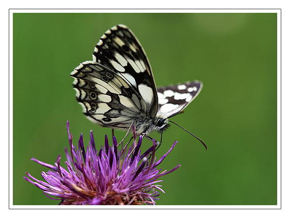 očkáň timotejkový Melanargia galathea