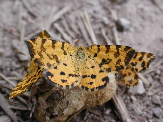 listnatka hluchavková Pseudopanthera macularia