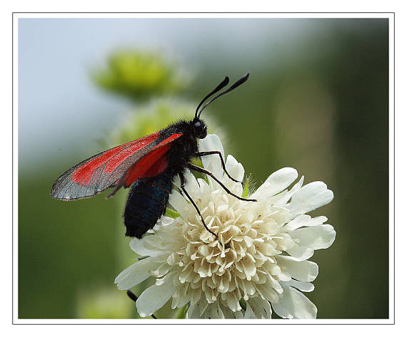 vretienka dúšková Zygaena purpuralis