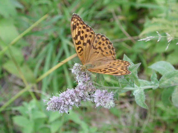 perlovec striebristopásavý (?)