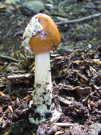 muchotrávka plavohnedá Amanita fulva Fr.