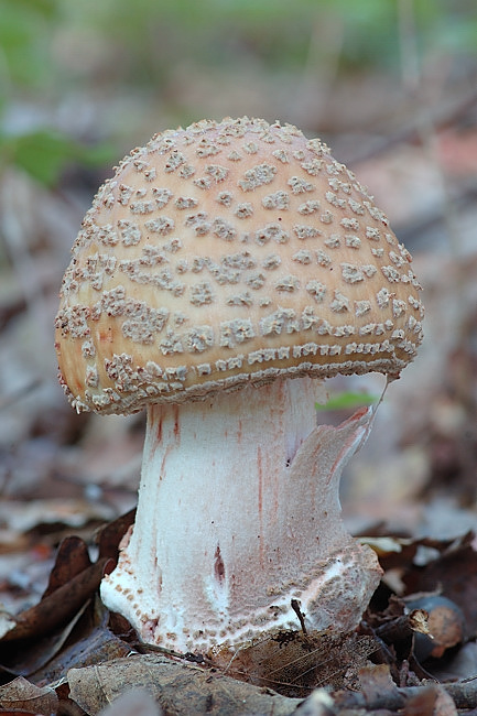 muchotrávka červenkastá Amanita rubescens Pers.