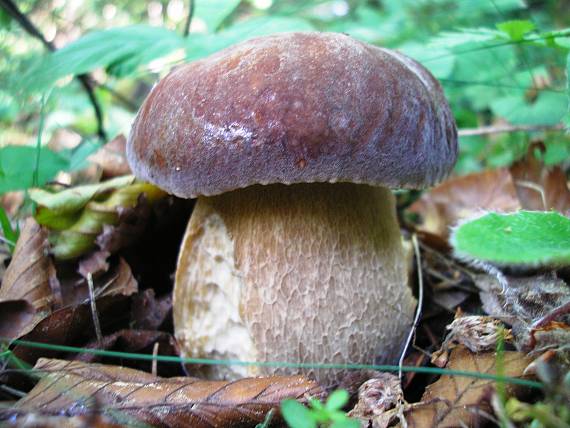 hríb smrekový Boletus edulis Bull.