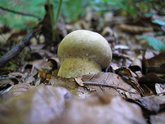 hríb smrekový Boletus edulis Bull.