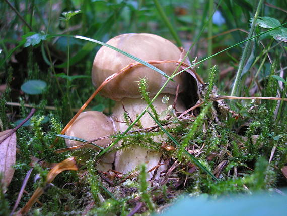 hríb smrekový Boletus edulis Bull.