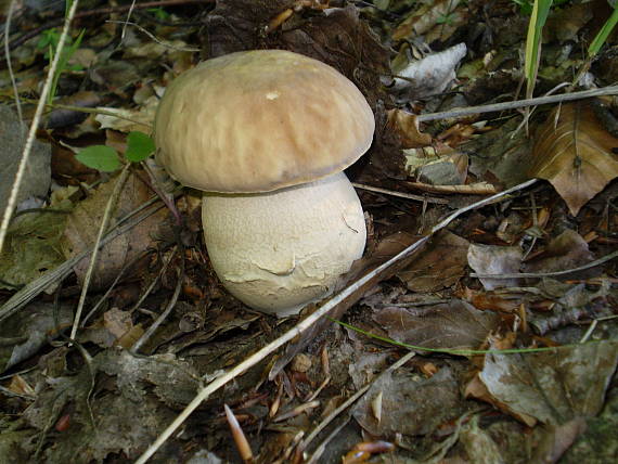 hřib dubový , Hríb dubový Boletus reticulatus Schaeff.