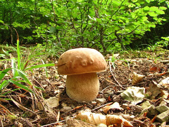 hríb dubový Boletus reticulatus Schaeff.