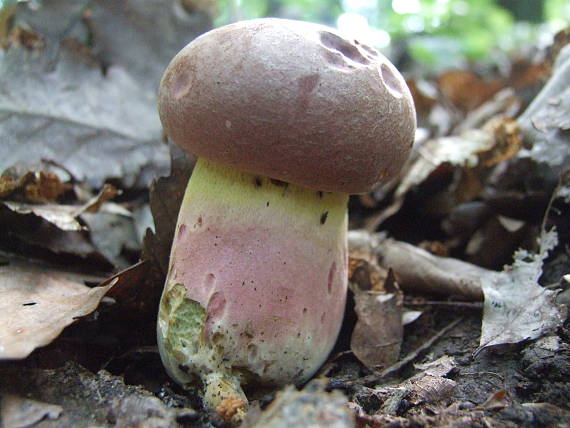 hríb nádherný Butyriboletus fuscoroseus (Smotl.) Vizzini & Gelardi