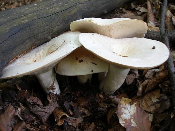 rýdzik korenistý Lactarius piperatus (L.) Pers.