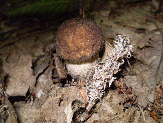 kozák habrový , Kozák hrabový Leccinum pseudoscabrum (Kallenb.) Šutara