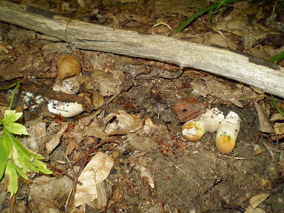 kozák habrový , Kozák hrabový Leccinum pseudoscabrum (Kallenb.) Šutara