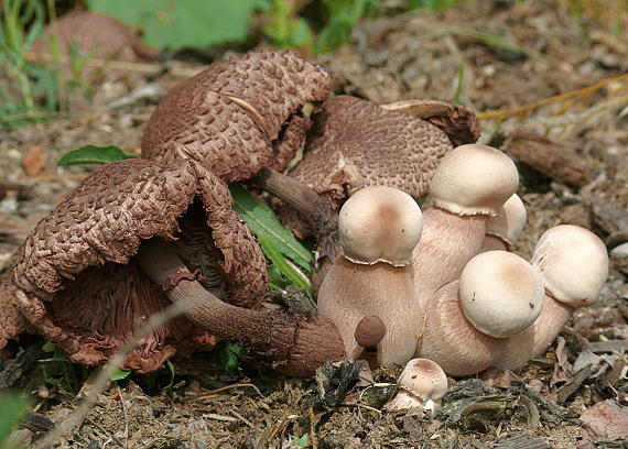 bedľovec Bresadolov Leucoagaricus americanus (Peck) Vellinga