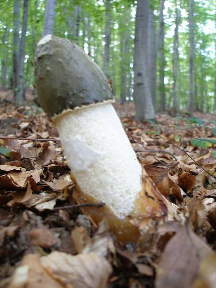 hadovka smradľavá Phallus impudicus L.