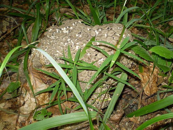 choroš oříš , Trúdnik klobúčkatý Polyporus umbellatus (Pers.) Fr.