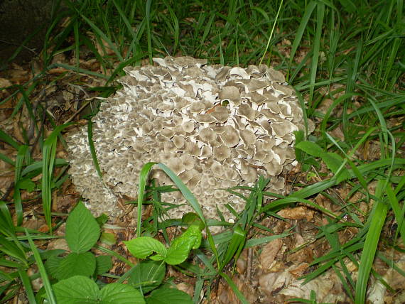 choroš oříš ,Trúdnik klobúčkatý Polyporus umbellatus (Pers.) Fr.