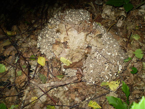 choroš oříš , Trúdnik klobúčkatý Polyporus umbellatus (Pers.) Fr.