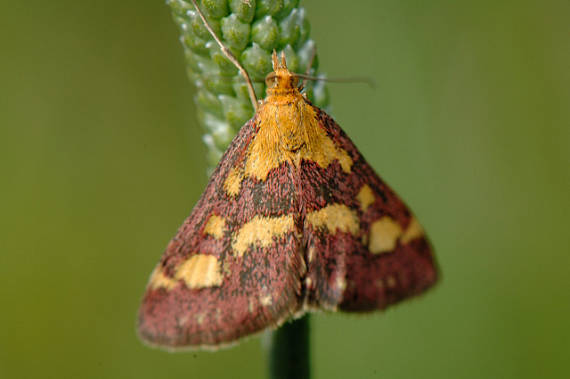 víjačka Pyrausta purpuralis.