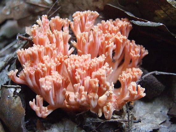 strapačka lososovoružová Ramaria subbotrytis (Coker) Corner