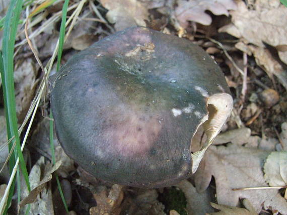 plávka modrastá Russula cyanoxantha (Schaeff.) Fr.