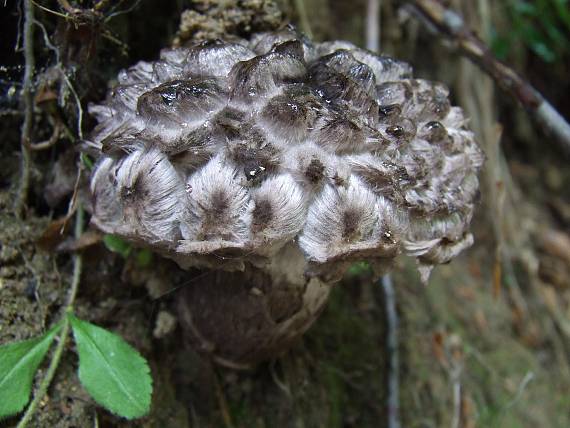 šiškovec šupinatý Strobilomyces strobilaceus (Scop.) Berk.